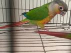 Red factor yellow sided conure.