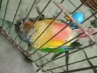 red factor yellow sided green check conure baby