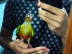 red factor yellow sided greencheek conure baby