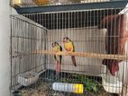 Red fector green chick conure pair