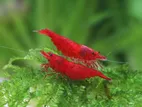 Red fire Shirmp
