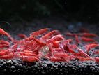 Red Fire Shrimp