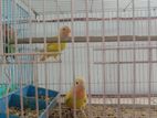 Red hade opaline love bird