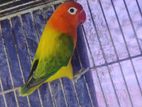 Red Head Green Opaline Adalt 1pcs