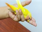 Red head Lutino Opaline Love Bird Baby