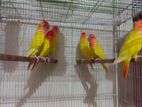 Red Head Lutino Opaline Love Bird