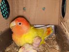 Red head Lutino opaline lovebird baby