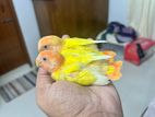 Red Head Lutino Opaline Tame Size Baby