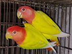 red head offline love bird pair