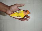 Red Head Opaline