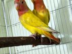 Red Head Opaline