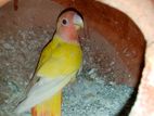 Red Head Opaline