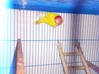 Red Head Opaline