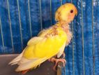 Red Head Opaline Love Bird Baby