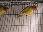 Red Head Opaline Love Bird