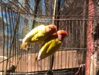 Red head opaline love bird for sell