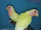 Red Head Opaline Love Bird
