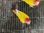 red head opaline love bird