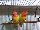 Red Head Opaline Love Birds (1 Pair)