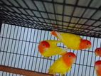 Red Head Opaline Love Birds