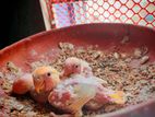 Red Head Opaline Lovebird Baby
