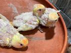 red head opaline lovebird baby