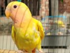 Red Head Opaline Lovebird Baby