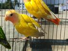 red head opaline lovebird