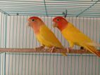 Red Head Opaline Running Pair.