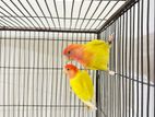 Red Head Opaline Running Pair with Dna