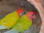 Red head oppaline lovebird