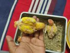 Red Hed Opline Tame Size Baby Sell .