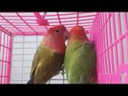 Red Hood Opaline lovebird (breeding pair)