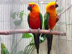 Red Jenday Conure breeding pair with paper