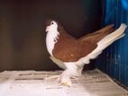 Red Lahore male brid