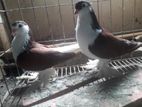 Red lahori running pair