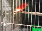 Red Love Bird ( Hybird ) female