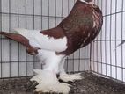 Red magpie pouter running male sell