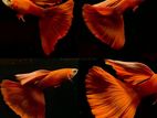 Red Moscow Guppy