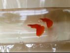 Red moscow guppy