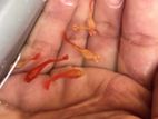 Red Mosko Fish
