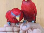 Red Mulaccan Lory