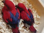 Red Mulaccan Lory