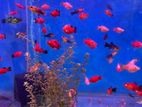 Red Plaaty Khub Valo Quality.