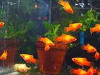 Red platy Fish for sell