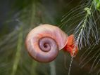 Red Ramshorn Snail