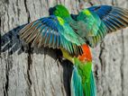 Red Rump Parrot Breeding Pair