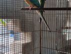 Red Rump Parrot New Adult