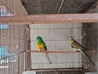 Red rump Parrot Pair