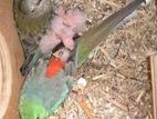 Red Rump Parrot Running Pair